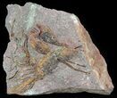 Eocrinoid (Ascocystites) Fossil Plate - Ordovician #48346-1